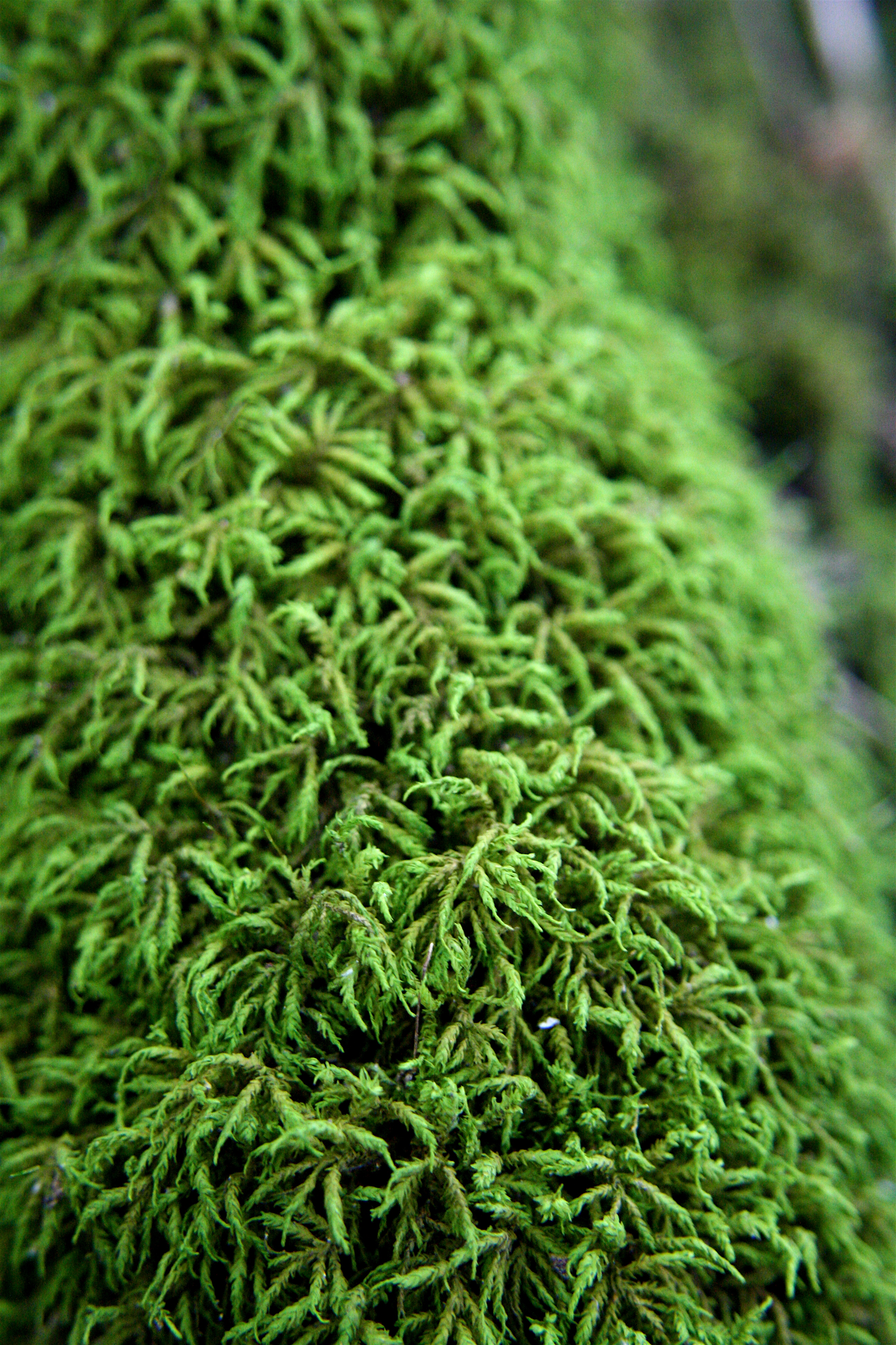 Shiny seductive moss