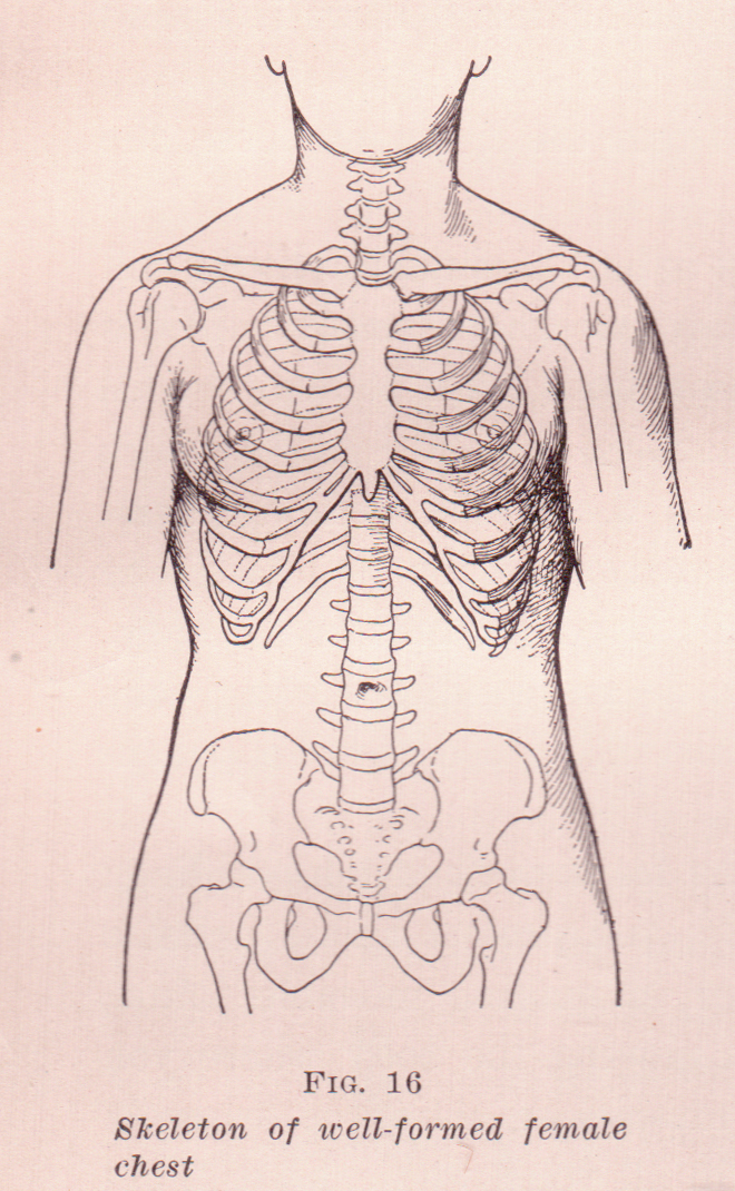 female skeleton diagram