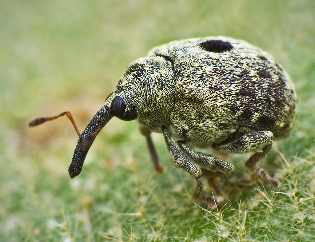 اكتشاف 10 مخلوقات عملاقة من شأنها أن تخيفك   Flickr_-_Lukjonis_-_Bug-Cionus_hortulanus