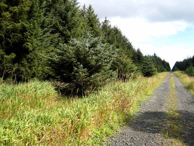 Forest road in Harwood Forest - geograph.org.uk - 541047