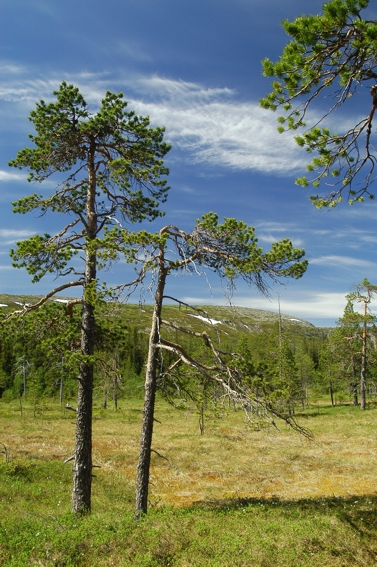 File:Fulufjället3.jpg