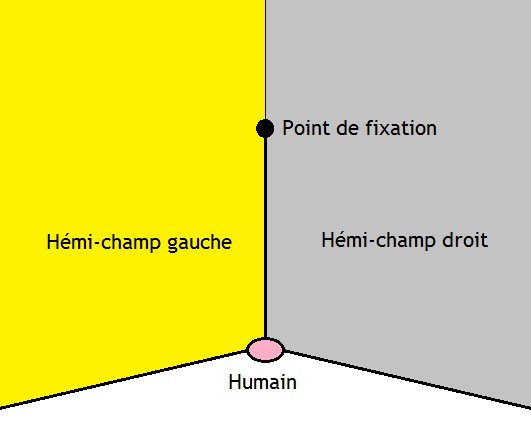 File:Hémi-champ visuel.jpg