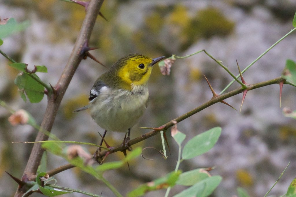 Hermit Warbler (immature) - Hunter Canyon - Huachuca Mtns - Sierra Vista - AZ - 2015-09-03at11-57-104 (21926217175).jpg