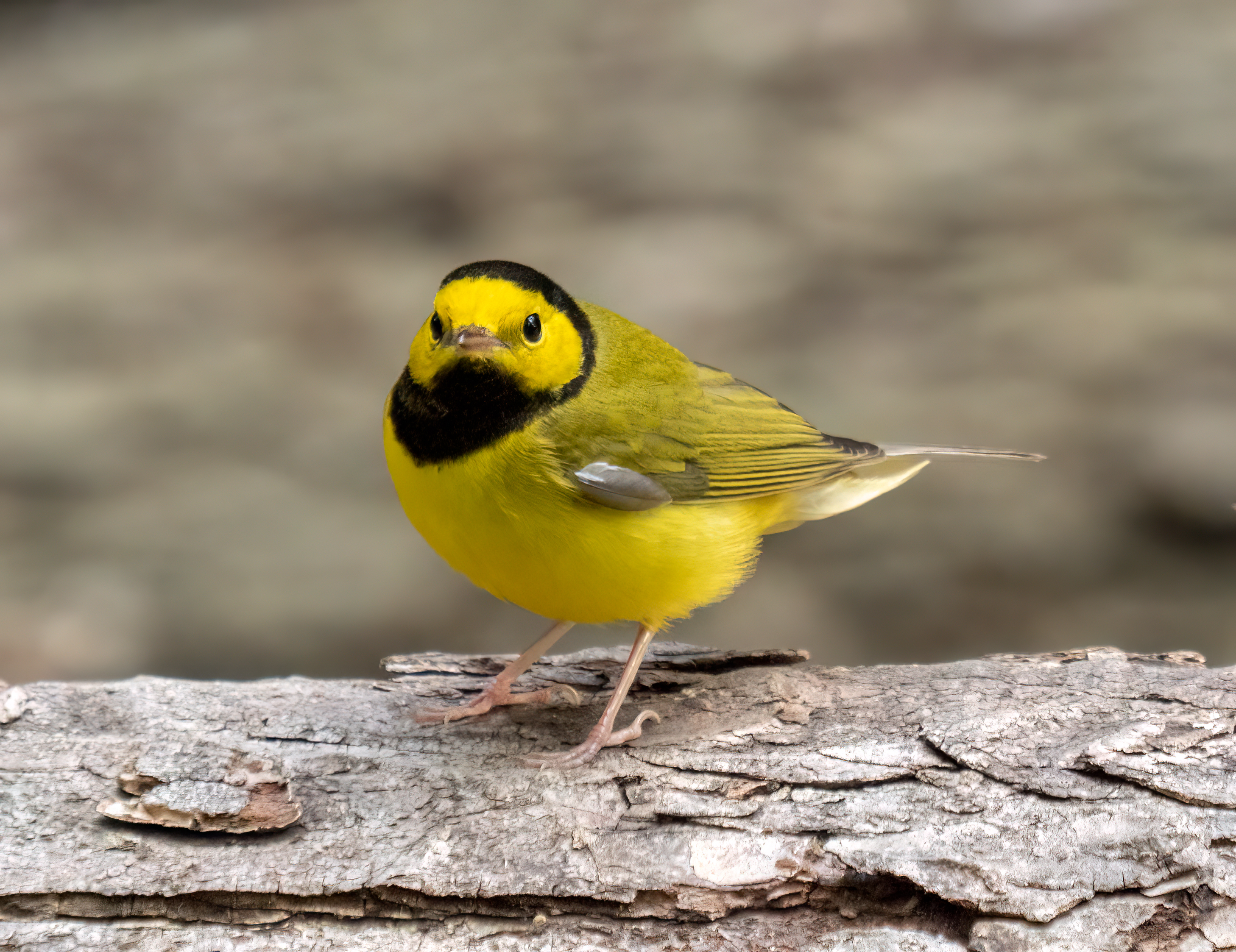 a bright yellow bird with a black ring around its neck.