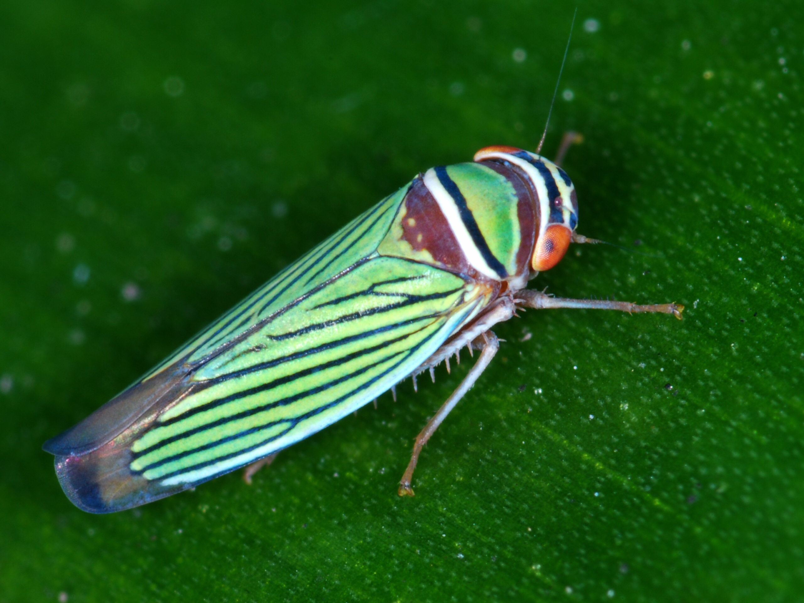 Leafhopper (Tylozygus fasciatus) (6775982181).jpg