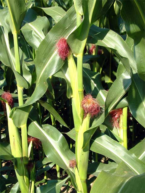Растение кукурузы (Zea mays) с початками, уровень роста молодой кукурузы.