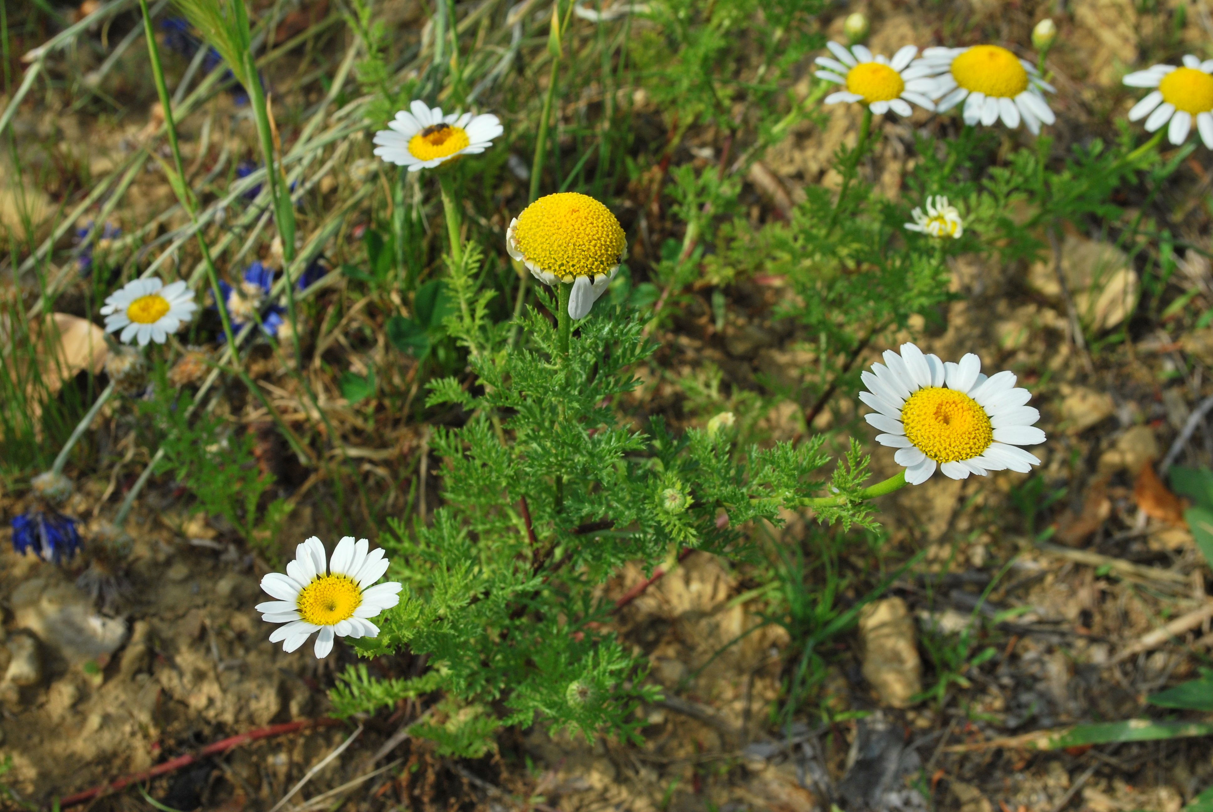 File:Matricaria chamomilla (8824767912).jpg - Wikimedia Commons