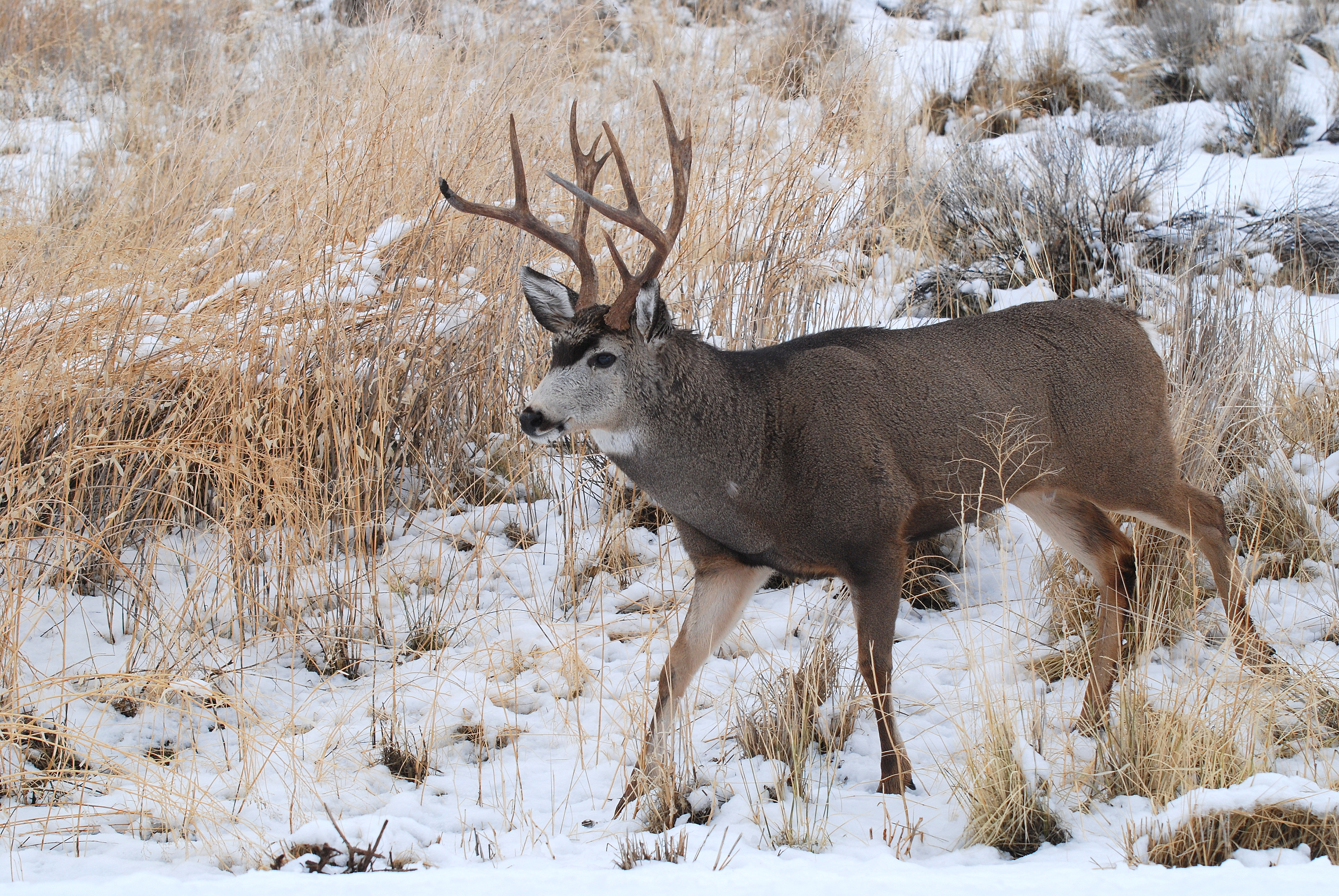 Олень северной америки 6 букв. Чернохвостый олень. Odocoileus hemionus. Белохвостый олень ареал. Чернохвостый олень Ситка.