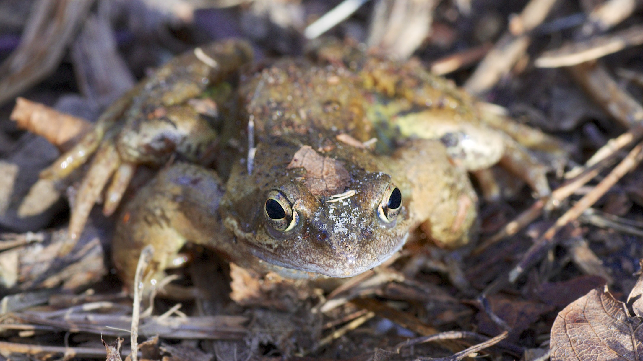 Frogs 1. Amphiterra World of Frogs. Frog of Lebanon. Frog1.4 bilion story.