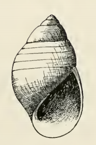 Miniatyrbild för Odostomia atossa