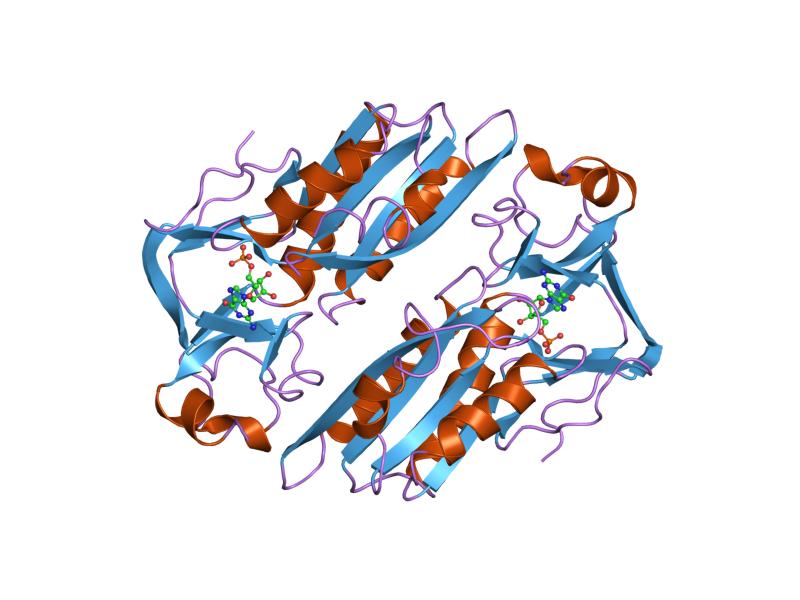 File:PDB 1hmp EBI.jpg