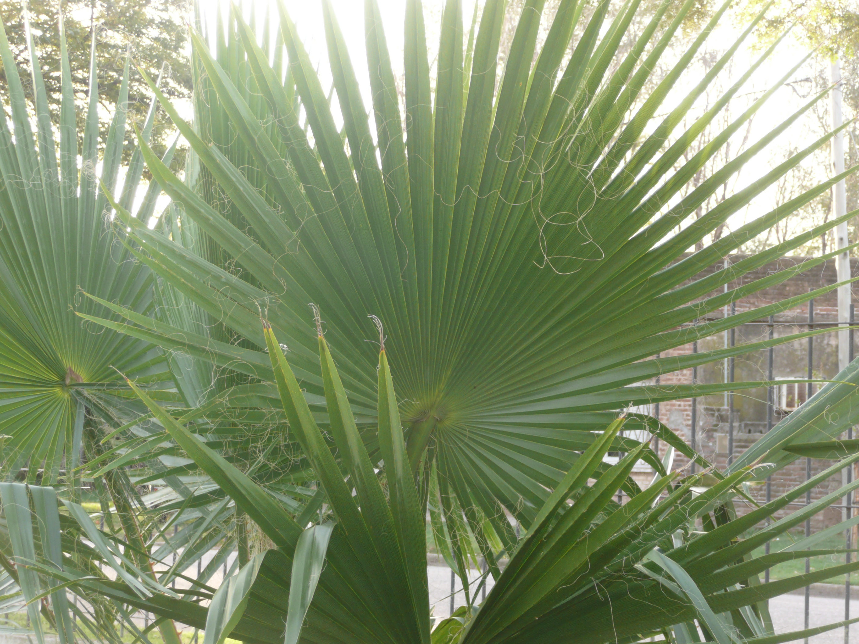 Nombre del tronco de la palmera