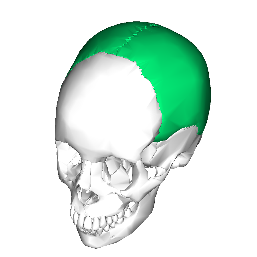 2 теменные кости. Теменная кость черепа. Кости черепа человека теменная кость. Теменная кость анатомия человека. Теменная кость черепа анатомия.