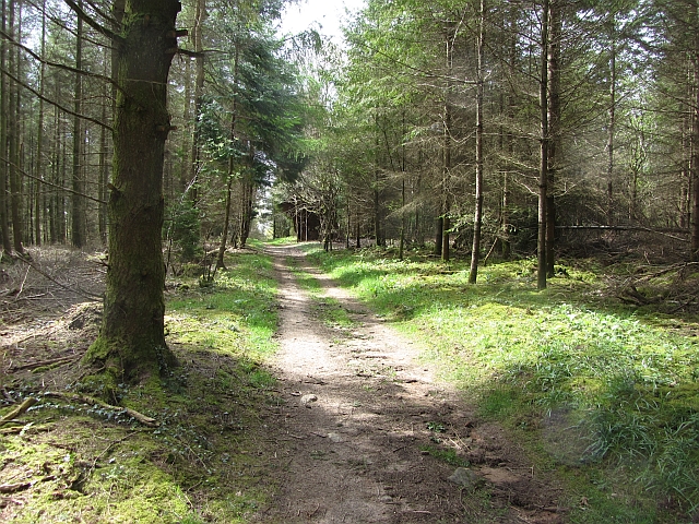 File:Path, Hale Woods - geograph.org.uk - 2938265.jpg