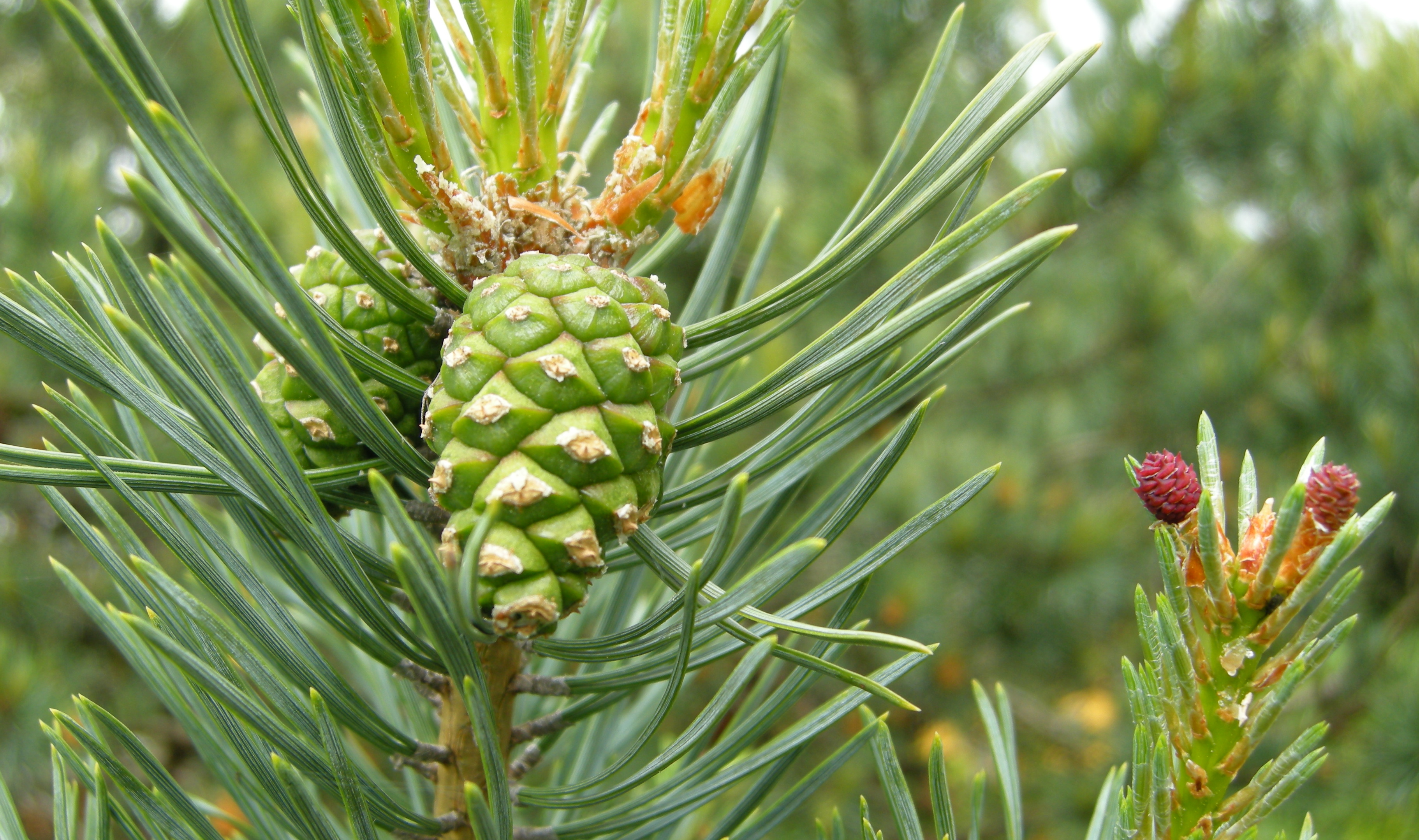 Обычная хвойная. Сосна обыкновенная Пинус. Сосна обыкновенная Pinus Sylvestris. 1. Сосна обыкновенная ( Pínus Sylvestris). Сосна обыкновенная Pinus Sylvestris l.