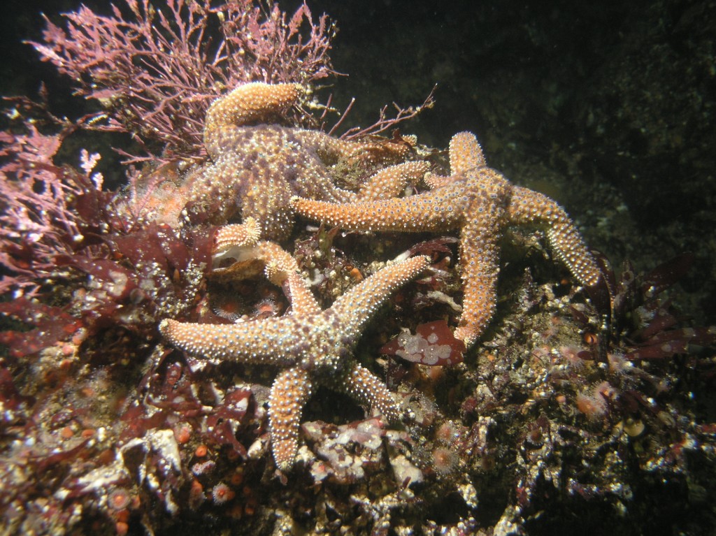 Pisaster giganteus - Wikipedia