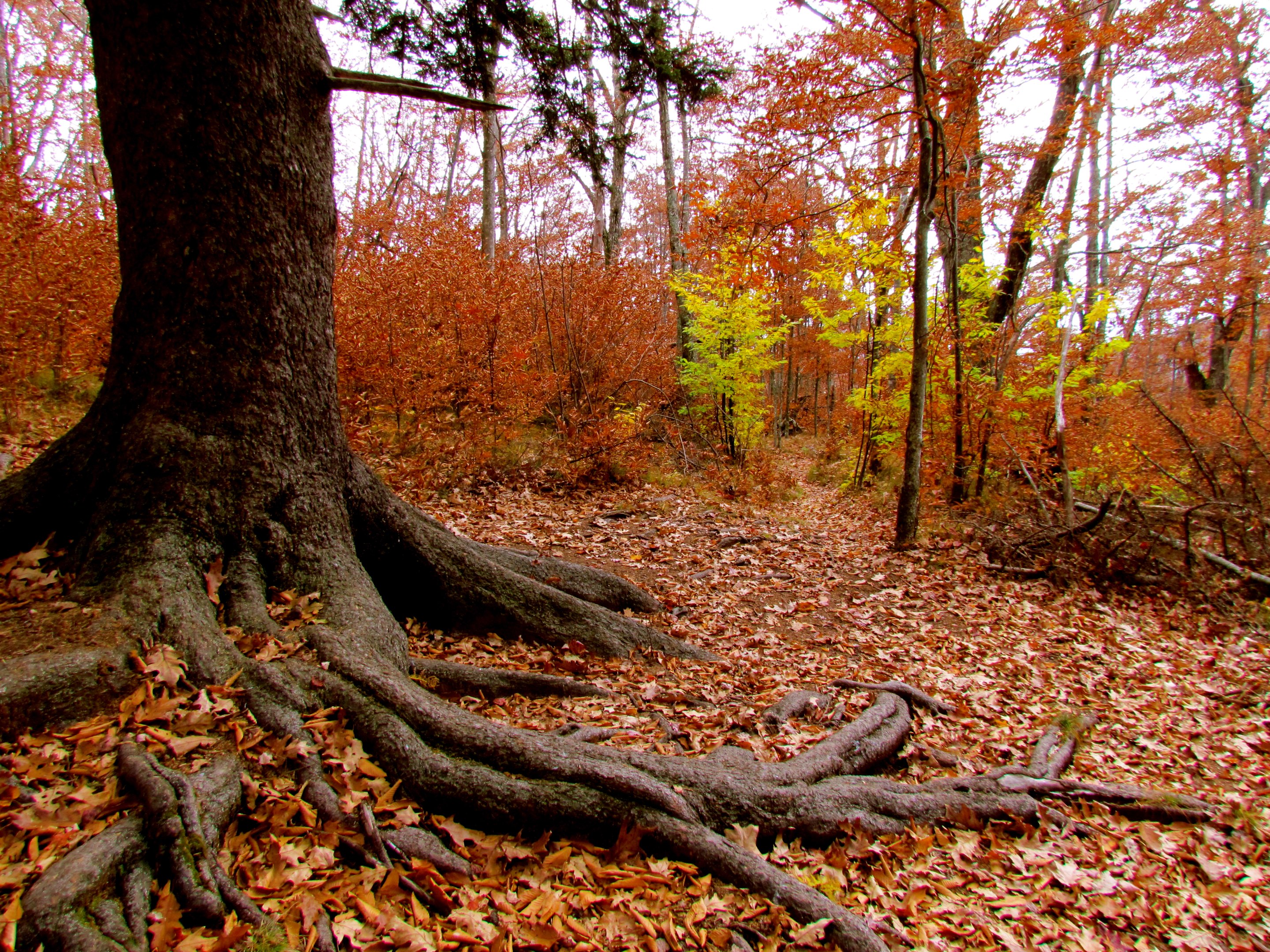 Pisgah National Forest