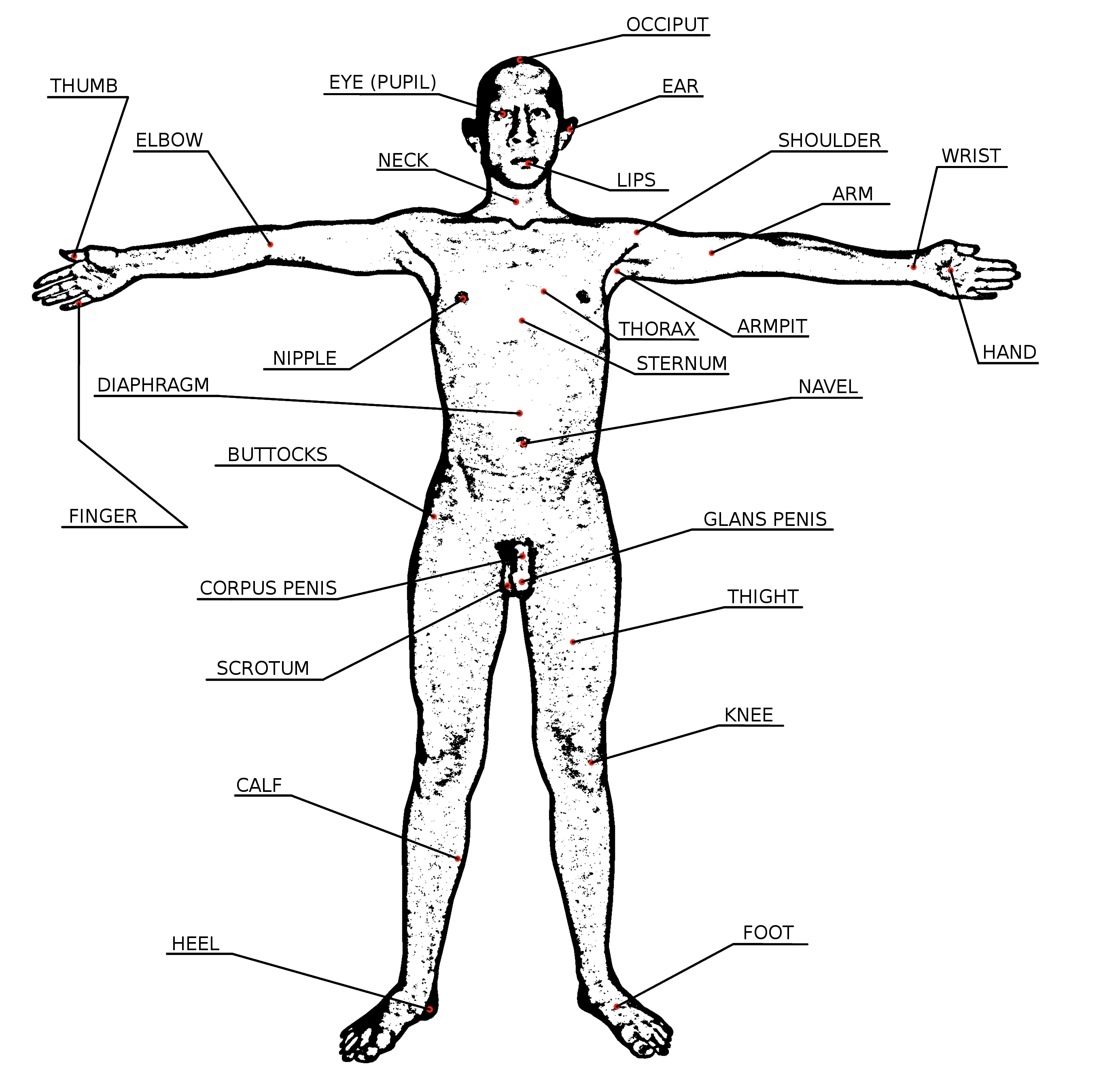 File:Human body parts diagram.jpg - Wikimedia Commons