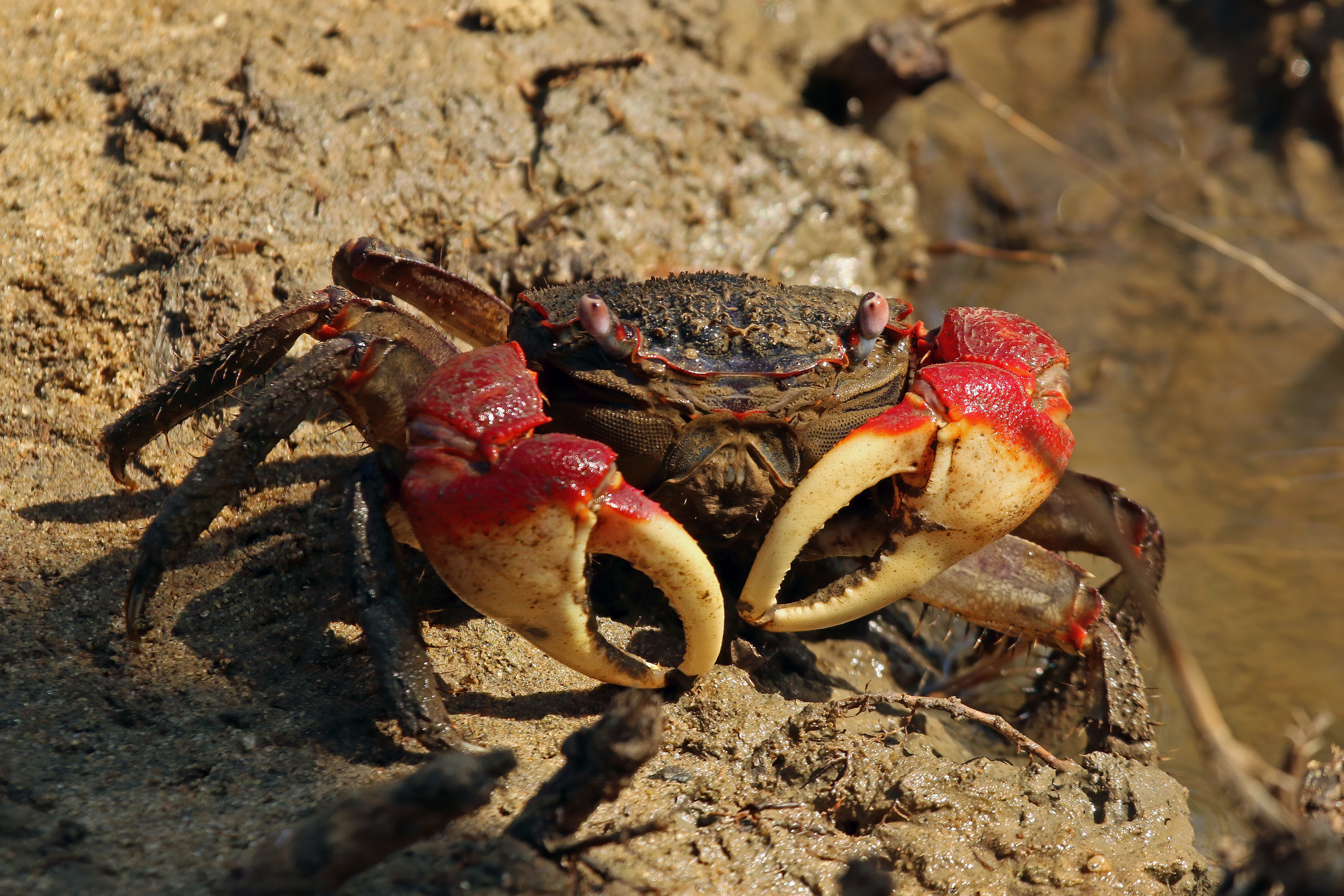 Mangrove crab - Wikipedia