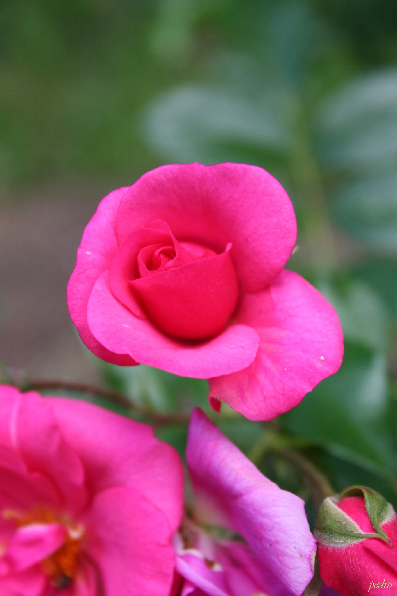 Hot Pink - Wikidata