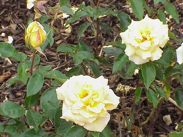 File:Rosa sp.211.jpg