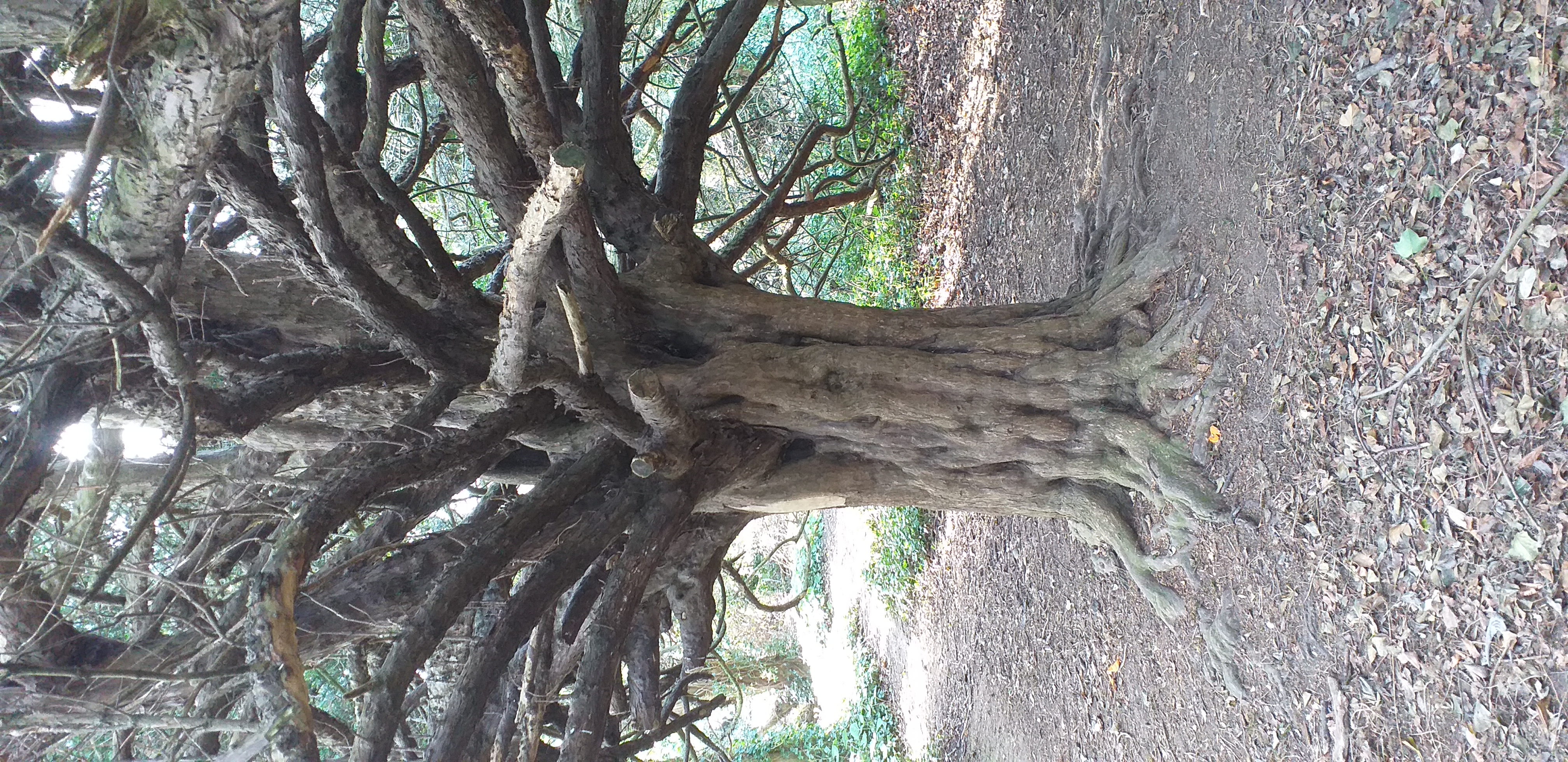 File St Annes Yew 4b Jpg Wikimedia Commons