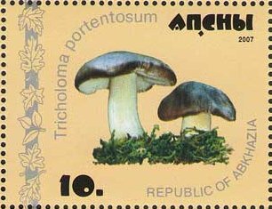 File:Stamp of Abkhazia - 2007 - Colnect 1008497 - Tricholoma portentosum.jpeg