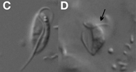 File:Stygiella incarcerata.jpg