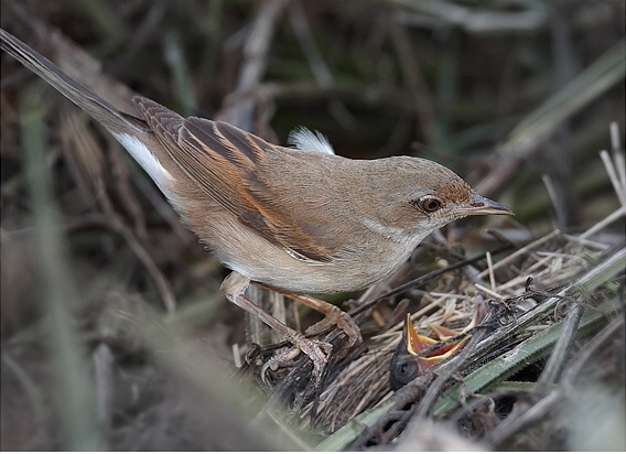 File:Sylvia communis 1 (Martin Mecnarowski).jpg