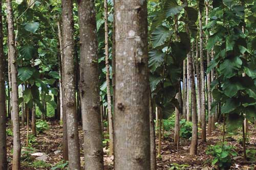 File:Teak-tree-plantation.jpg