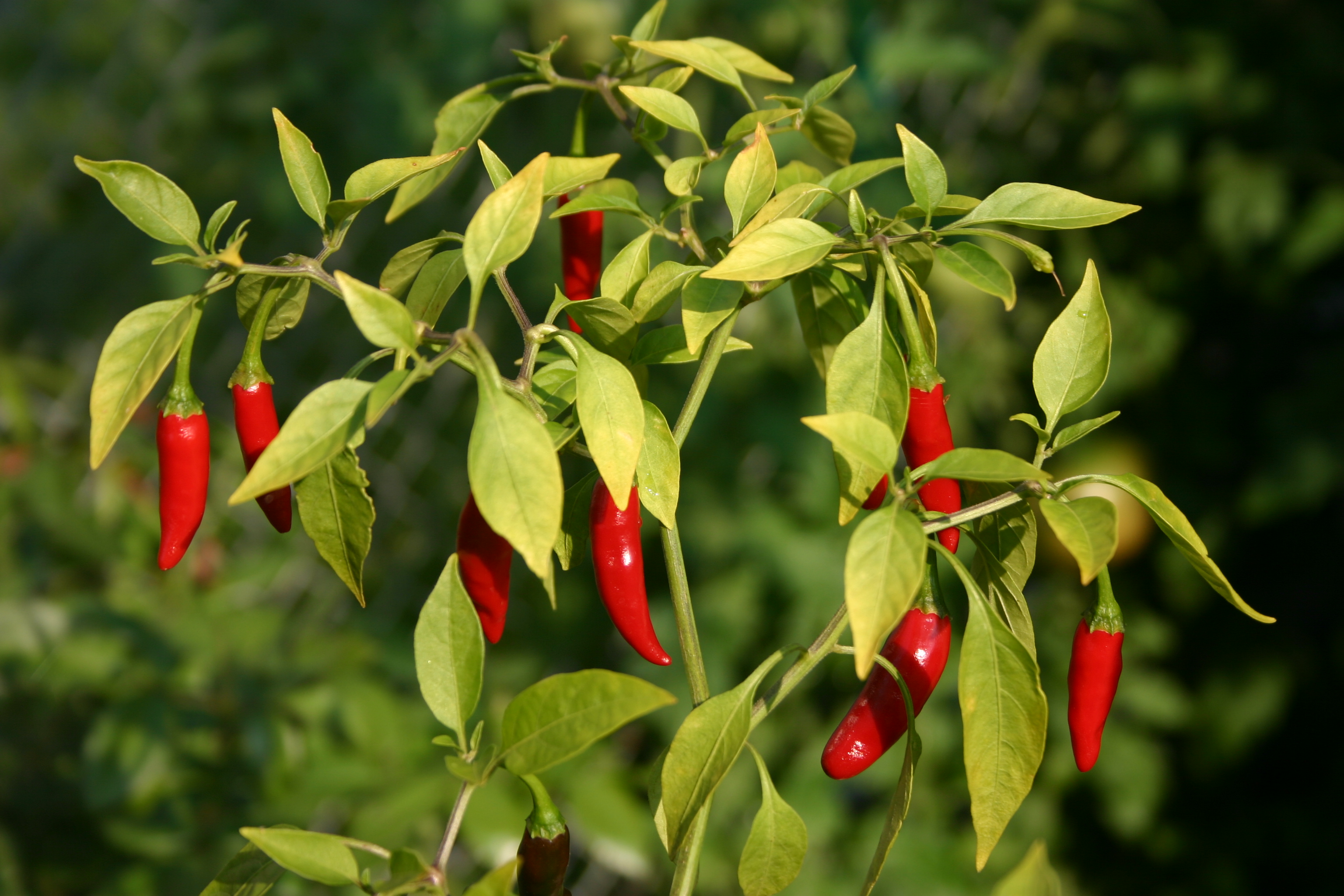 Bird's eye chili - Wikipedia