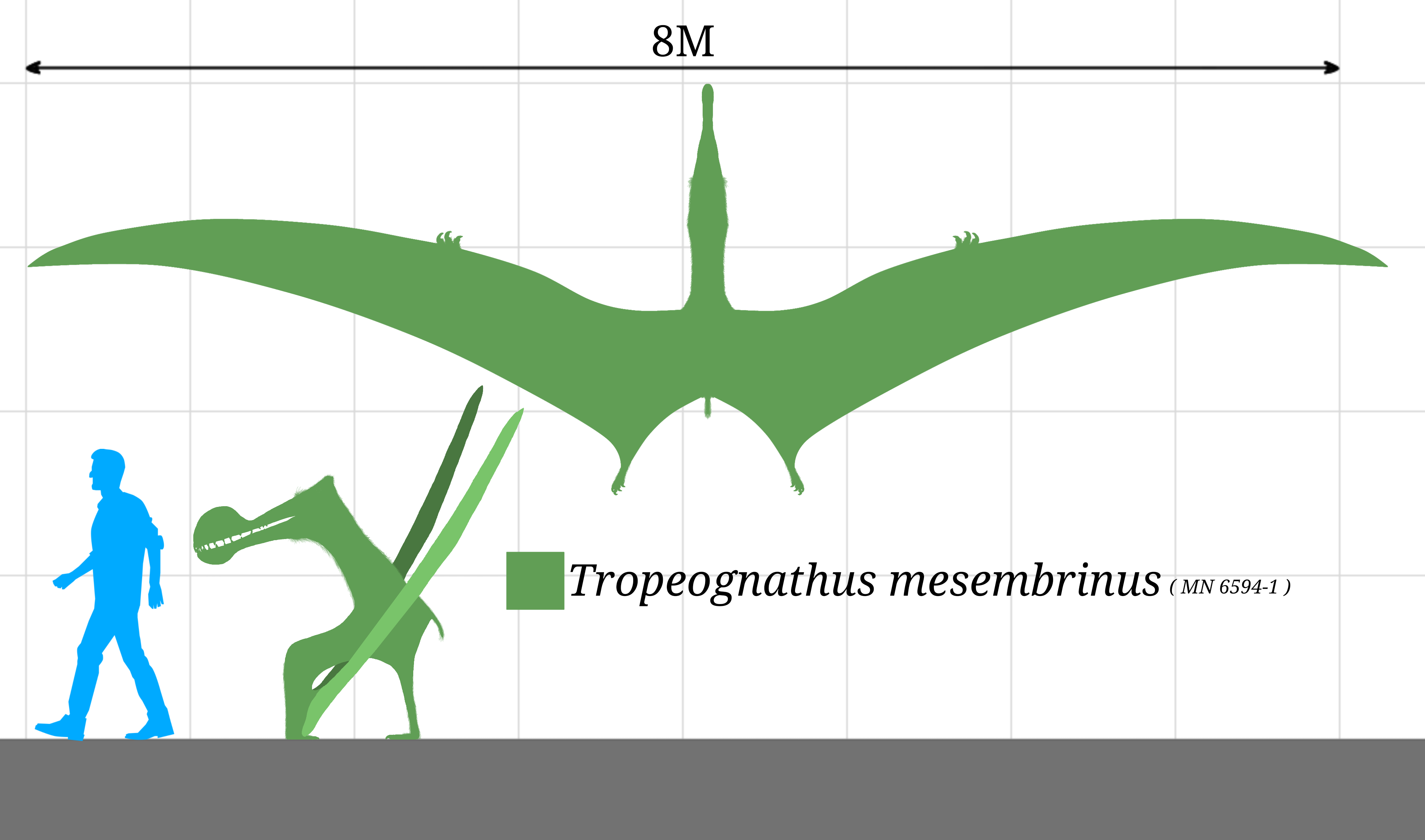 Size range of ten genera of pterosaurs used in this study with