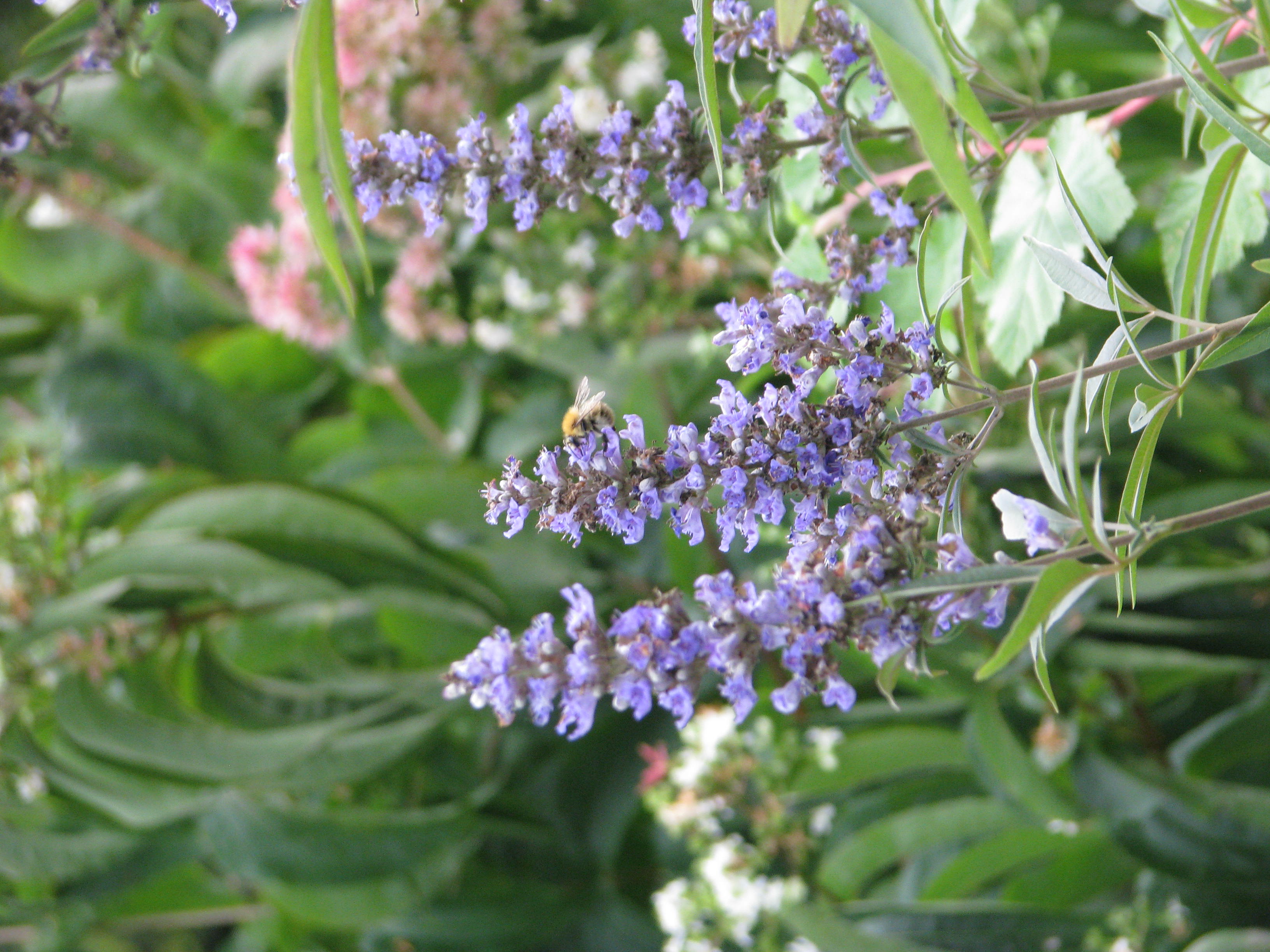 Vitex agnus castus. Витекс священный. Vitex "quinata". Витекс дерево.