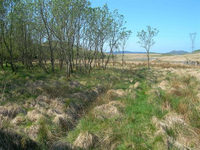 File:Willows And Alders - geograph.org.uk - 805210.jpg