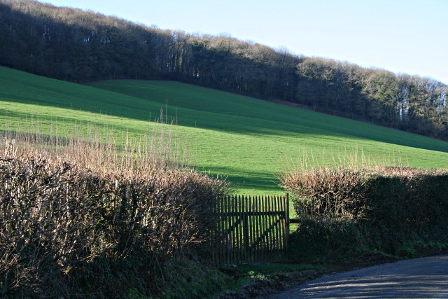 File:Woodland on the valley side - geograph.org.uk - 320769.jpg