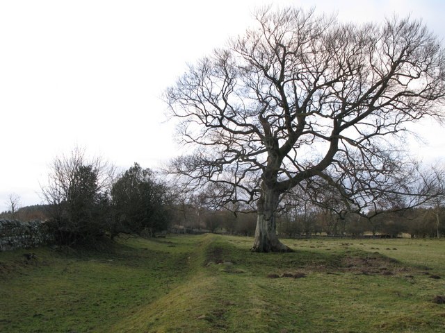 File:(The line of) Hadrian's Wall west of Walwick (2) - geograph.org.uk - 1252186.jpg