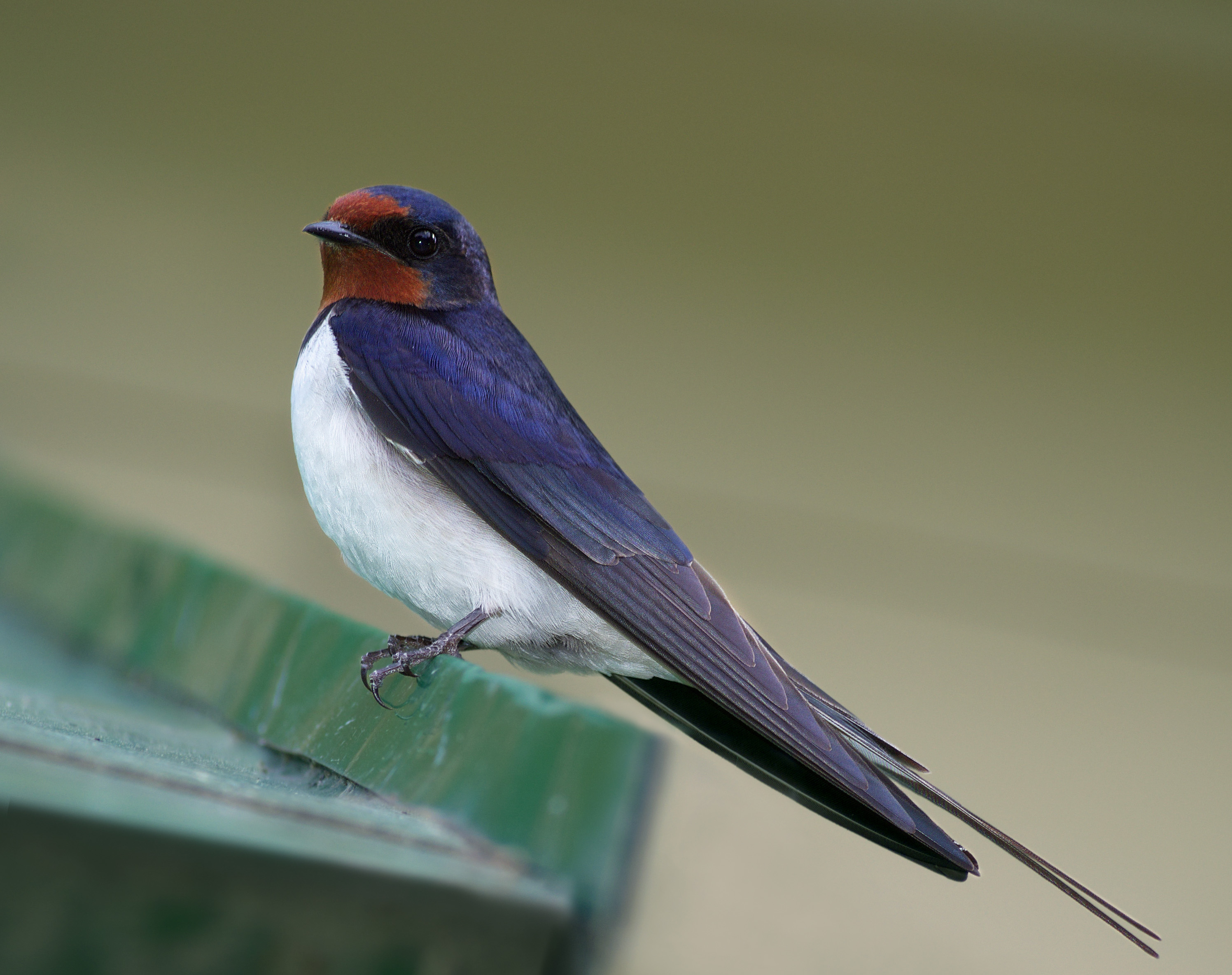 Barn swallow - Wikipedia