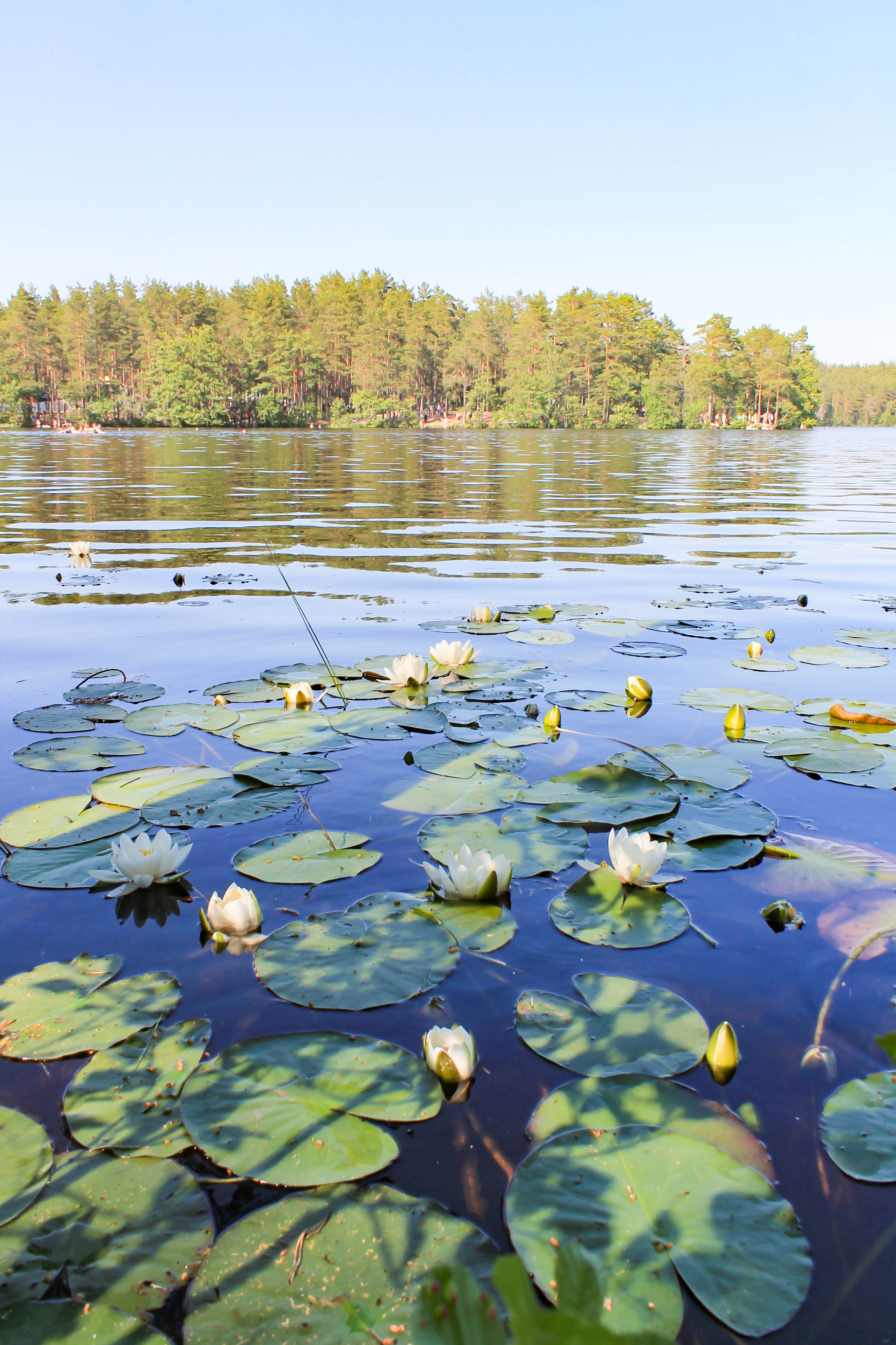 Кувшинки водоросли Ангара