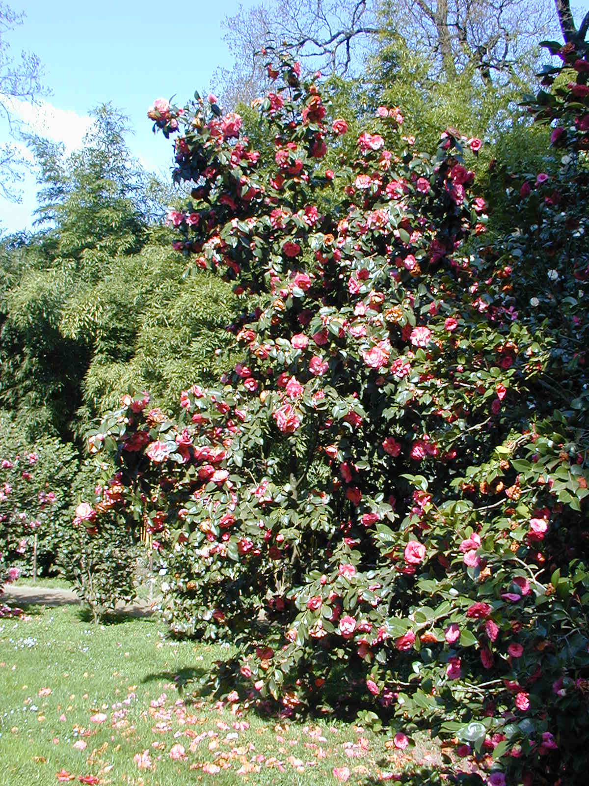 Camellia – Tresory