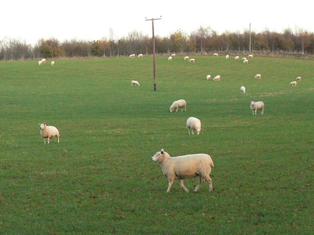 File:A field of sheep - geograph.org.uk - 78494.jpg