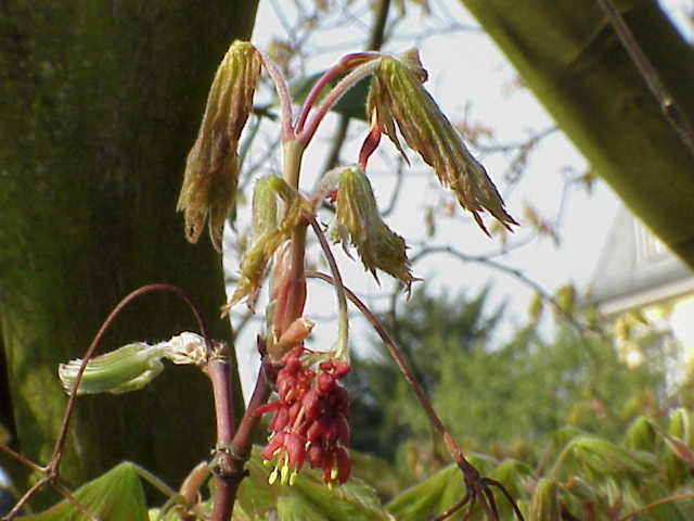 File:Acer japonicum1.jpg