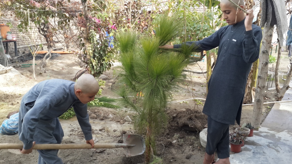 Посадка деревьев в пустыне. Пакистан посадка деревьев. Посадка деревьев Узбекистан. Посадка деревьев в Таджикистане.