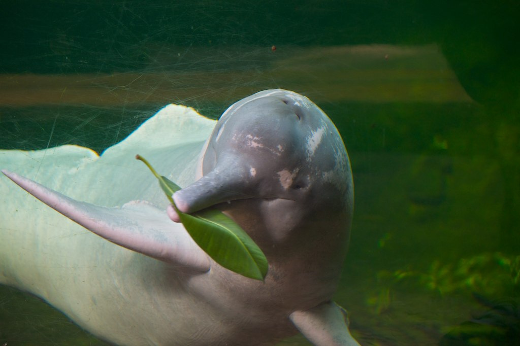 freshwater dolphin