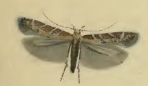 <i>Aristotelia brizella</i> Species of moth