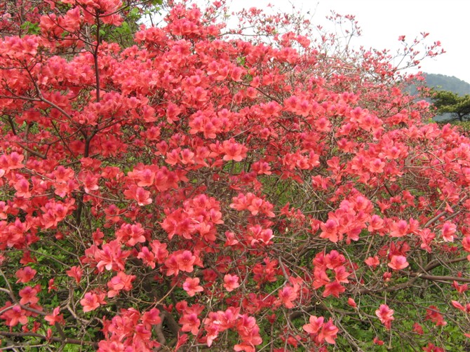 File:Azaleas on Mount Guifengshan in Macheng City, Huanggang, Hubei 13.jpeg