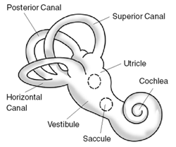 <span class="mw-page-title-main">Benign paroxysmal positional vertigo</span> Medical condition