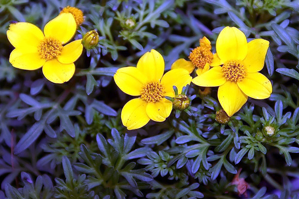 File Bidens Ferulifolia Solaire Yellow 4zz Jpg Wikimedia Commons