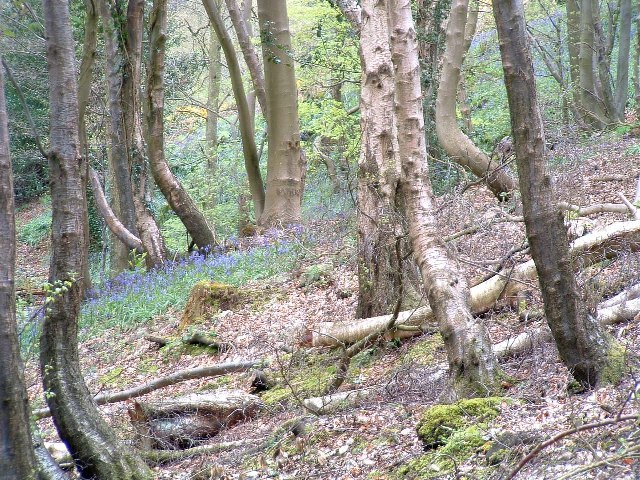 Bluebells in the wood - geograph.org.uk - 6021