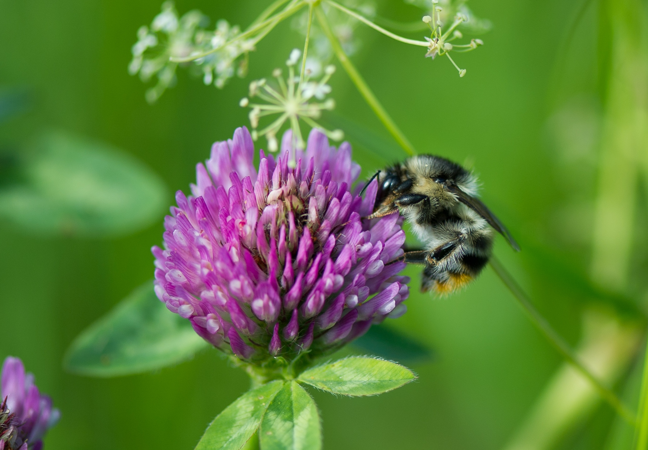 Bombus Sylvarum