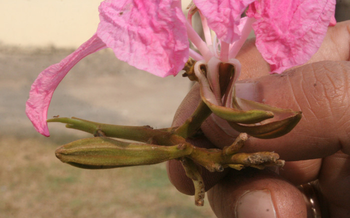 File:Buds-B.purpurea I IMG 2136.jpg